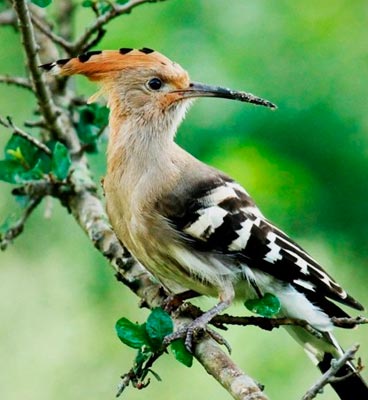 bird watching rajaji