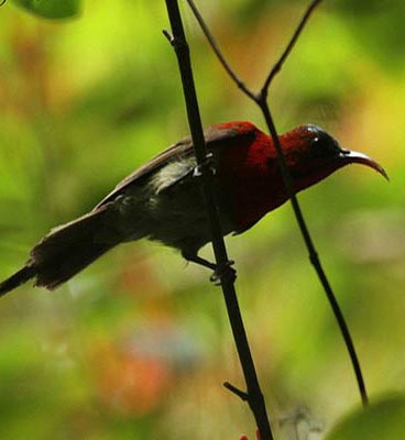 rajaji bird watching