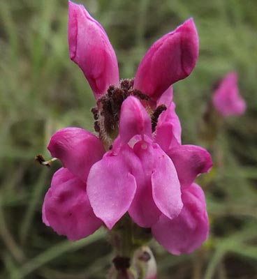 rajaji flora