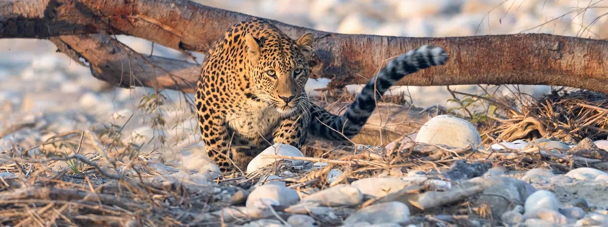 Rajaji Reopens on 15th November 2025 - Confirm Your Safari Now