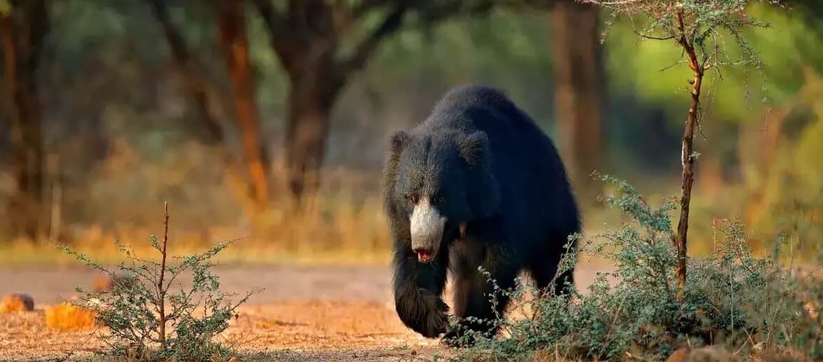 Rajaji Wildlife Tour in February – A Peaceful Escape into Nature