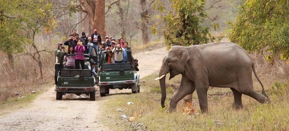 A Wilderness Odyssey: Raja Ji National Park Unveiled