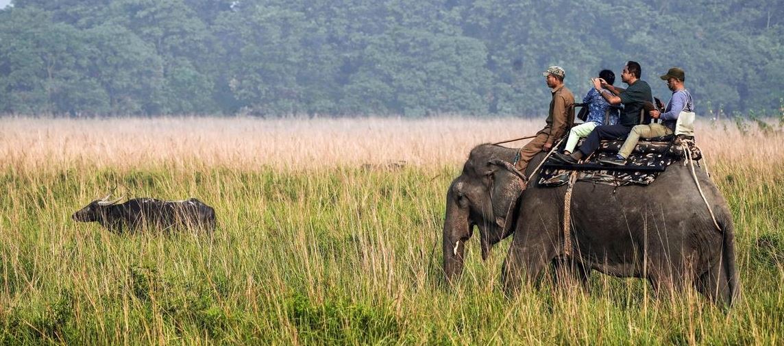 Plan Rajaji Visit to Enjoy the Long-Suspended Elephant Safari