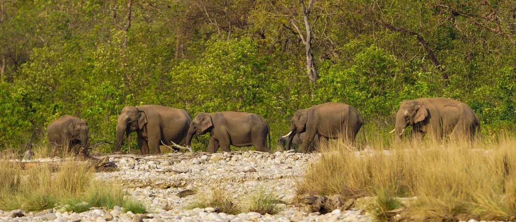 Is Advance Online Booking Required for Rajaji Jeep Safari?